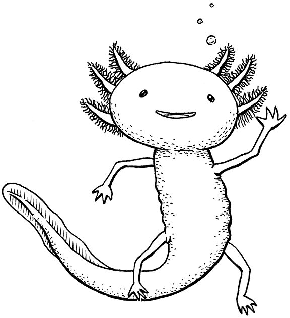A drawing of an axolotl.